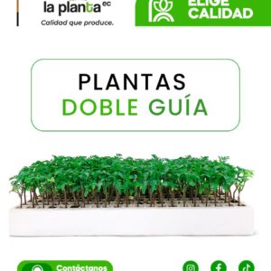 Planta doble guía