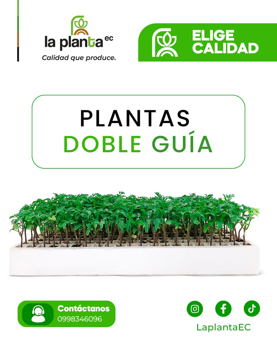 Planta doble guía