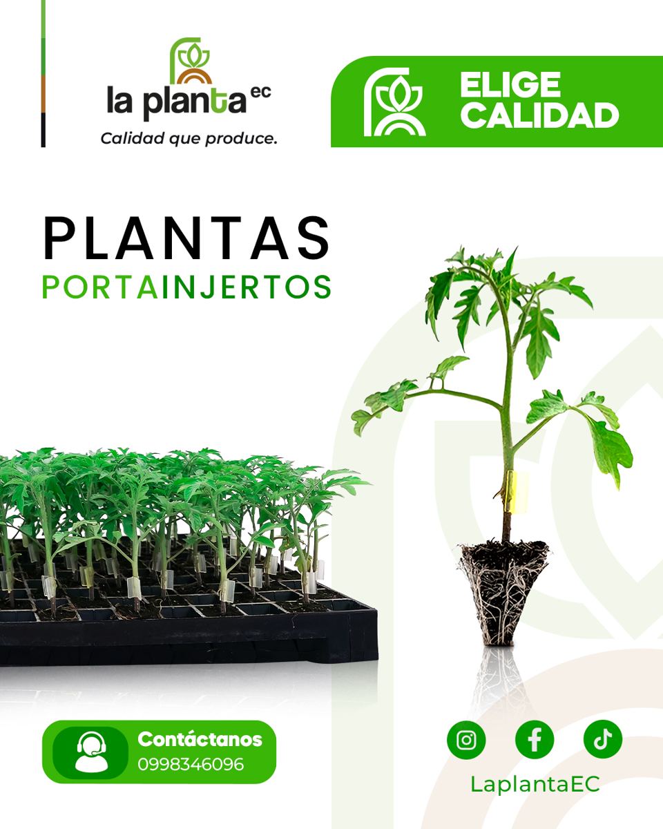 Tomate injertado Briomino