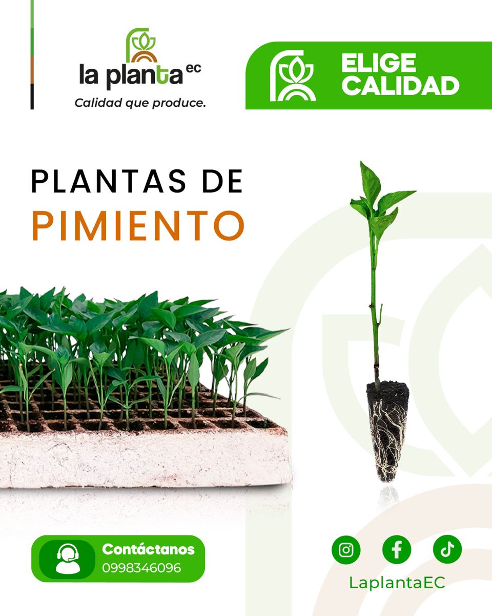 Pimiento Coach
