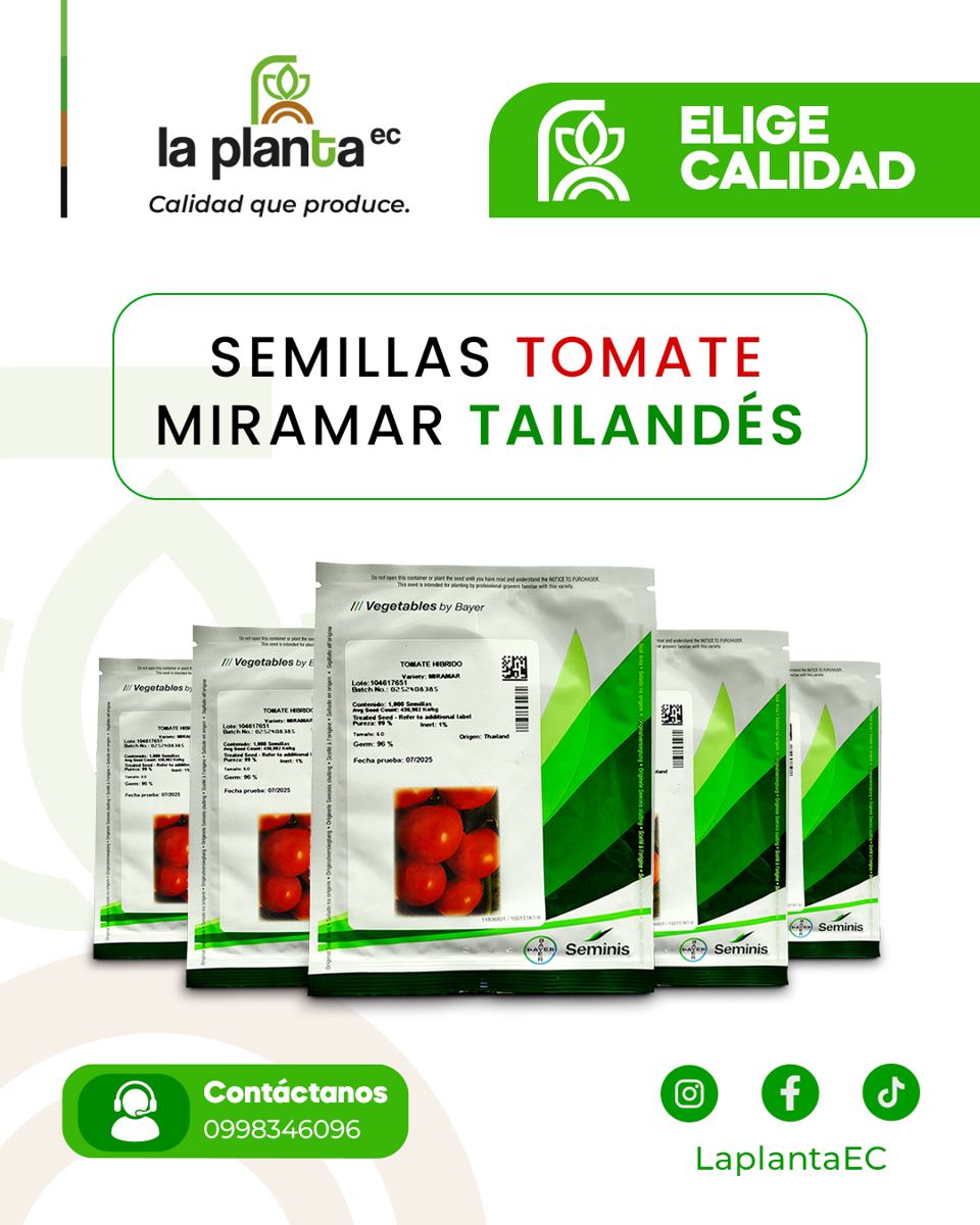 Semillas de tomate Miramar Tailandés